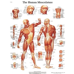 Fabrications Enterprises Laminated Anatomical Charts